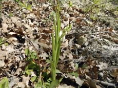 Cephalanthera-longifolia_бутонизация